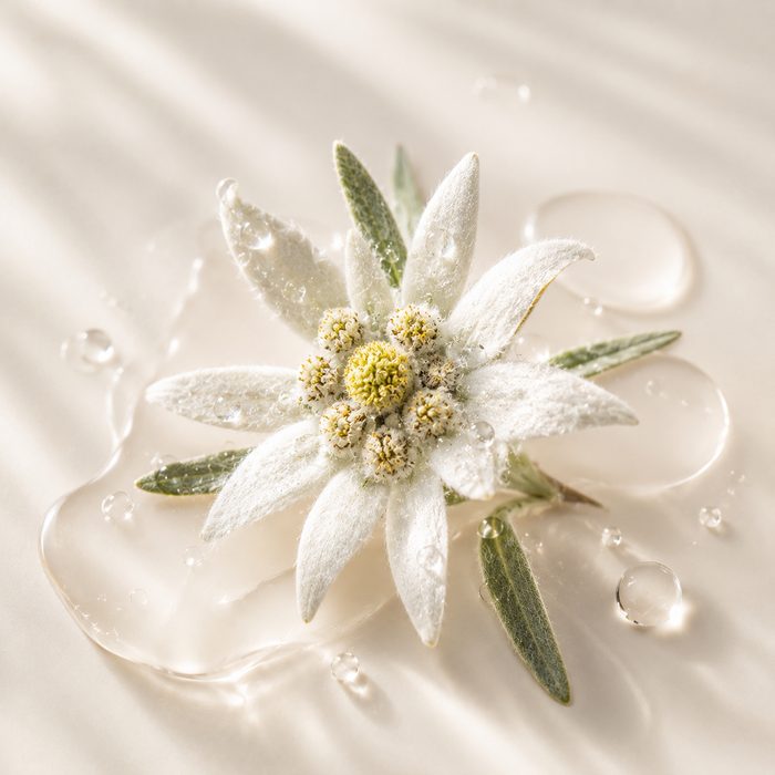 Alpine edelweiss extract